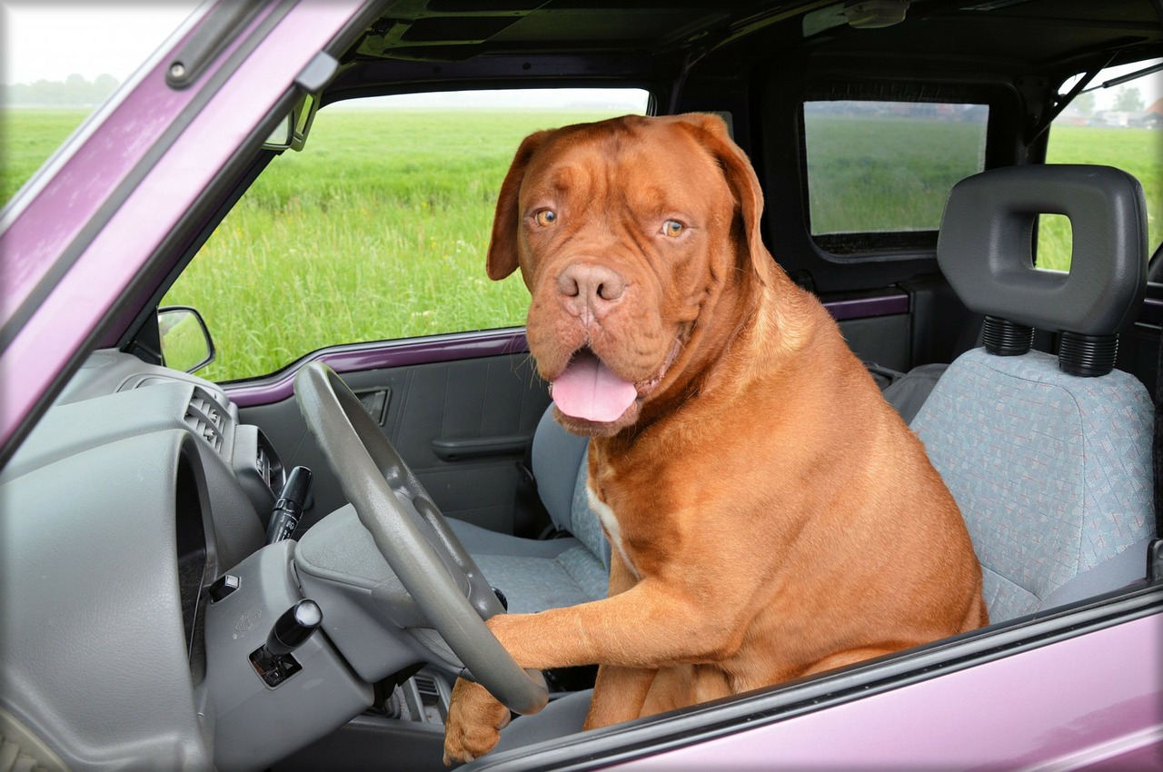 big-dog-driving-car