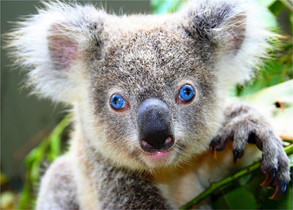 blue-eyed-koala-bear